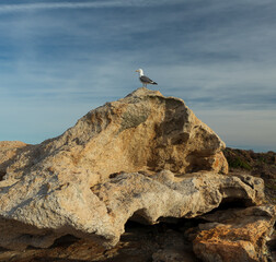 Beautiful seagull posing on top of a rock at Cap de Creus in Girona.