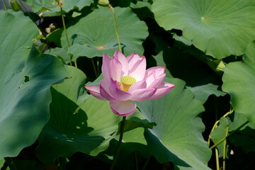 Lotus flower at the Peony Garden at Ueno Park