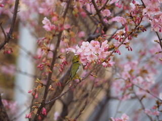 メジロと桜