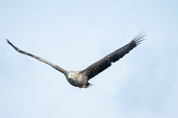 White-tailed eagle flying in Rausu
