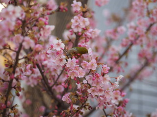 メジロと桜