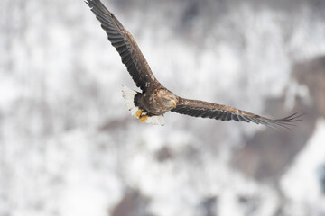 White-tailed eagle flying in Rausu