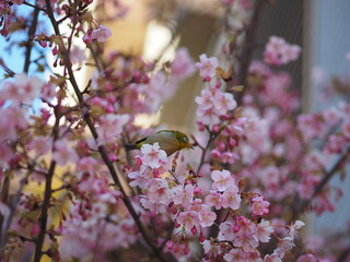 メジロと桜