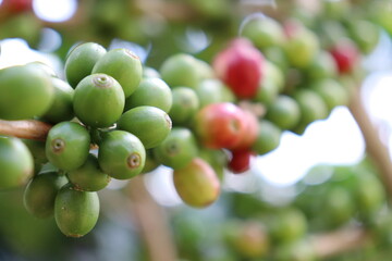a very close-up view of coffee green and red berries which is shot on bokeh mode and is grown in kodagu and chikkamaglur.