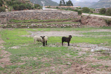 ovejas mirando a la lente