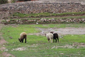 ovejas mirando a la lente