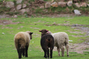 ovejas mirando a la lente