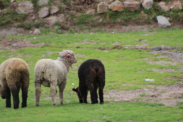 ovejas mirando a la lente