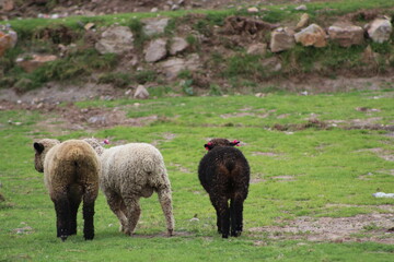 Obraz premium ovejas mirando a la lente