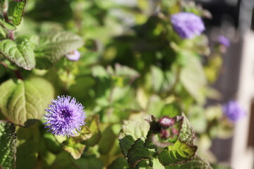 紫色のアゲラタム