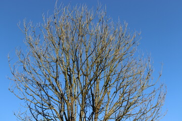great view of indian dry tree during summer season in india with blue sky background and with no leaves.