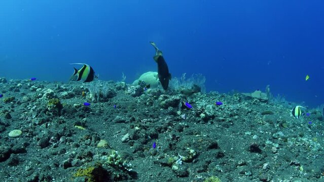 A giant Triggerfish feeding at a coral reef. Underwater world of Tulamben, Bali, Indonesia.