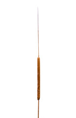 The brown long flower cattail plant (Typha) isolated on white background.