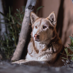 portrait of a canine