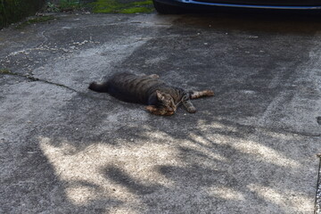 品川区の線路脇に住むネコ