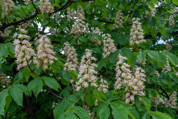chestnut flowers of a tree