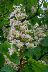 chestnut flower