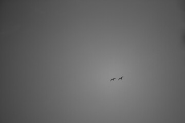 Two bird flying on the sky in black and white color tone.