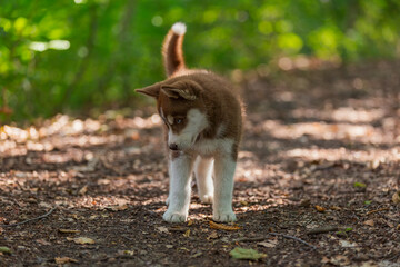 blue-eyed husky puppy walking in the park