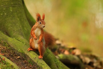 A cute european red squirrel standing an a tree stump. Sciurus vulgaris