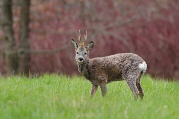 Portrait of a beautiful robuck standing in the grass. Wildlife scene in spring nature. Capreolus capreolus. Roe deer in the nature habitat.