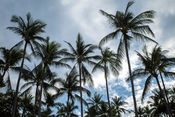 Fototapeta na wymiar Coconut palm trees, against the sky