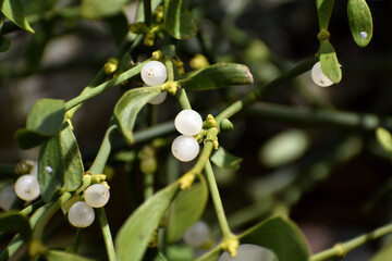 Branch of mistletoe with white berries on apple tree. Viscum album, close-up.