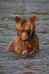 Obraz na płótnie Canvas Russian brown bear fishing in the lake, Kamchatka, Russia 