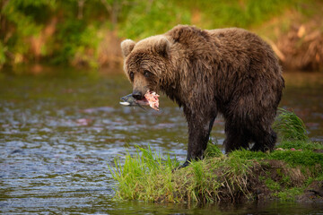Naklejka na ściany i meble Russian brown bear fishing in the lake, Kamchatka, Russia 