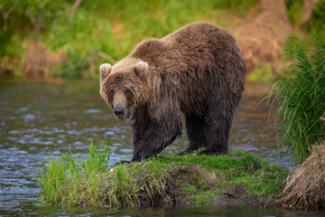 Obraz na płótnie Canvas Russian brown bear fishing in the lake, Kamchatka, Russia 