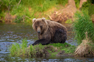 Obraz premium Russian brown bear fishing in the lake, Kamchatka, Russia 