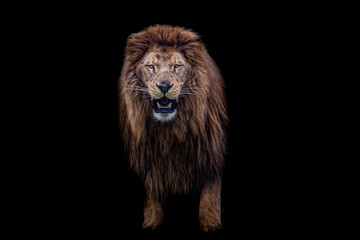 Fototapeta na wymiar Lion with a black background