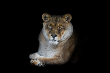 Plakat Lion with a black background