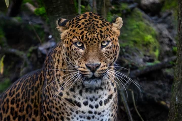 Fototapeten Angry leopard in the forest © AB Photography