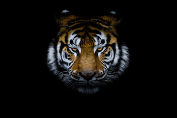 Obraz premium Tiger with a black background
