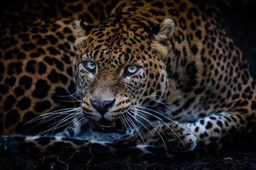 Plakat Angry leopard in the forest
