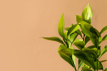 Fototapeta na wymiar Green Ruscus flower in the sunlight on soft beige background. An ideal backplate for natural and organic products presentation. Leaves in the sun. Front view
