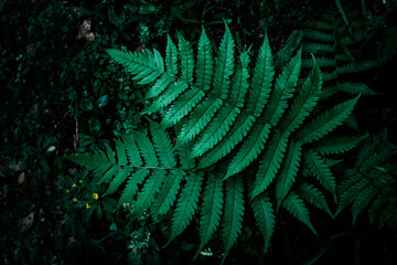 selective focus, blur, abstract green leaves texture background, dark tropical foliage nature background