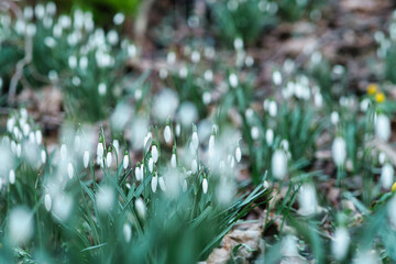 Schneeglöckchen im Gegenlicht
