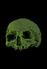 Skull artwork detail with illustration
