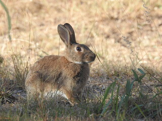 Hare