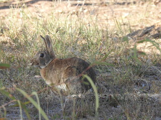 Hare