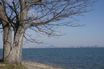 Fototapeta na wymiar 琵琶湖湖岸