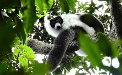 Black and White Ruffed Lemur