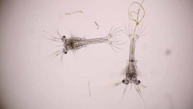 Shrimp larvae under a microscope. Nauplius larva of white shrimp swimming in sae water under microscope, Asia. Microscopic, Macro, Biology, Laboratory, Video.