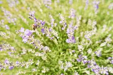 Bee picking pollen lavender flower. Defocused nature sunny bright background.