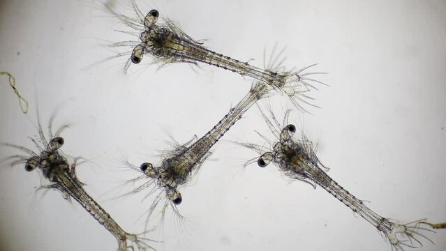 Shrimp larvae under a microscope. Nauplius larva of white shrimp swimming in sae water under microscope, Asia. Microscopic, Macro, Biology, Laboratory, Video.