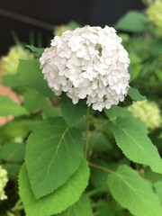 white flowers in a garden