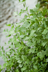 Fototapeta na wymiar Lovage - aromatic herb used to flaver soups in Europe - Levisticum officinale.
