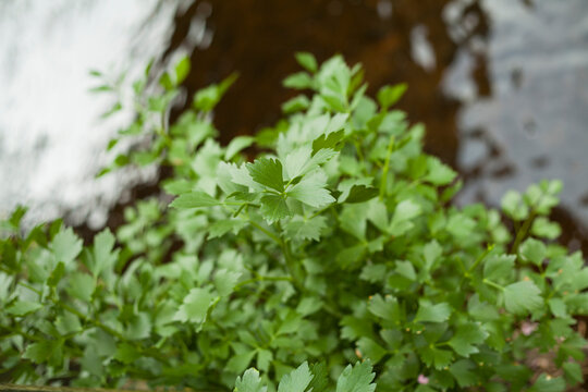 Lovage - aromatic herb used to flaver soups in Europe  -  Levisticum officinale.